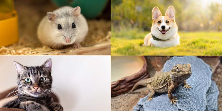 Pictures of household pets; a mouse, a dog, a cat and a lizard